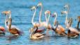 De groep flamingo's bij Nafplio / foto: AMNA