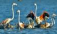De groep flamingo's bij Nafplio / foto: AMNA
