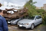 Omgewaaide bomen zorgden voor schade aan auto's